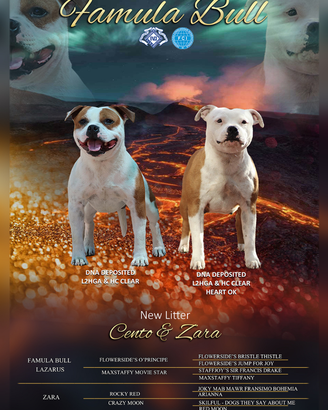 Staffordshire bull terrier