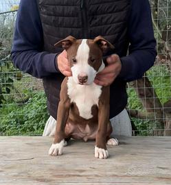 Cucciola pitbull terrier