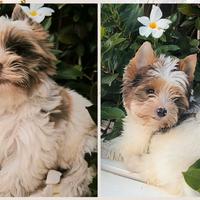 Yorkshire Terrier Colorful