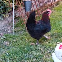 Gallo e galline Marans
