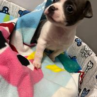 Cane taglia piccola chihuahua