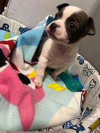 Cane taglia piccola chihuahua