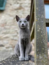 Gattini Blu di Russia