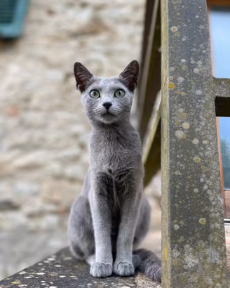 Gattini Blu di Russia