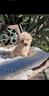 mini-toy-maltipoo-cuccioli-garantiti-a-r-a-t-e