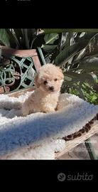 Mini toy maltipoo cuccioli garantiti a r.a.t.e