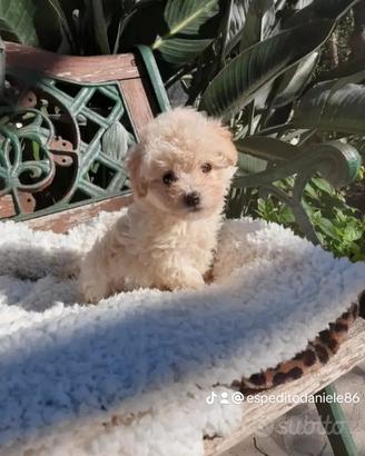 Mini toy maltipoo cuccioli garantiti a r.a.t.e