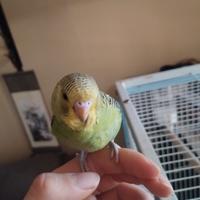 Cocorite allevate a mano di vari colori