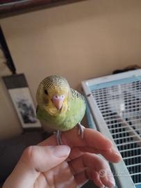 Cocorite allevate a mano di vari colori