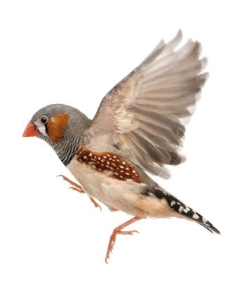 Diamantini robusti e socievoli - linea selezionata