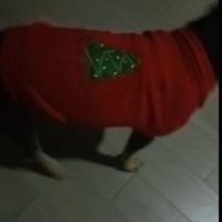 maglioncino natalizio