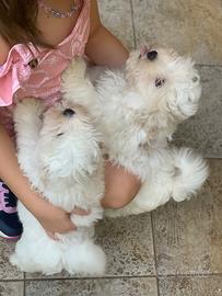 Maltese femmina e maschio