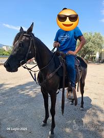 Cavalla quarab