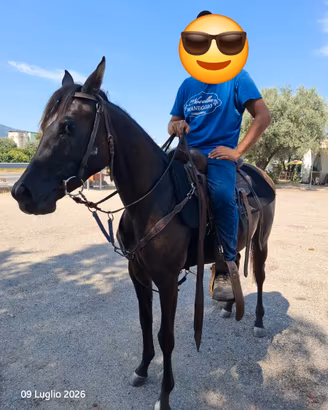 Cavalla quarab