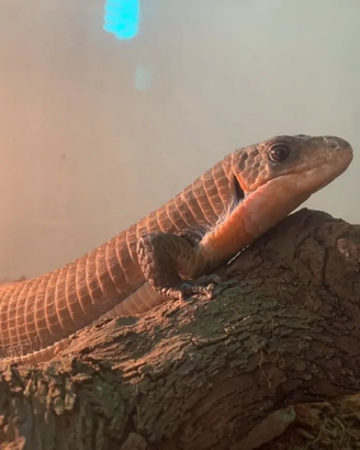 Gerrhosaurus Major