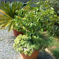 Limone H 160 60 cm albero Vaso pianta grassa casa