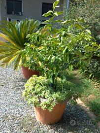 Limone H 160 60 cm albero Vaso pianta grassa casa