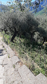 Terreno Agricolo a Pimonte