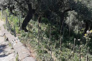 Terreno Agricolo a Pimonte