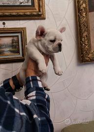 Cuccioli di bulldog francese mini