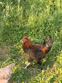 Gallina