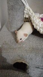 Ratto siamese dumbo smooth femmina