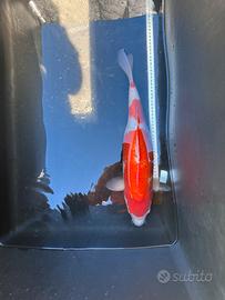 Carpa koi