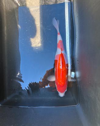 Carpa koi