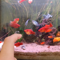 Pesci per acquario Platy