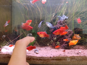 Pesci per acquario Platy