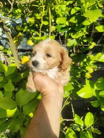 Cuccioli di maltipoo