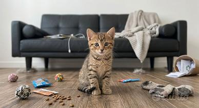 Gattina tigrata di 2 mesi