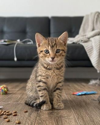 Gattina tigrata di 2 mesi