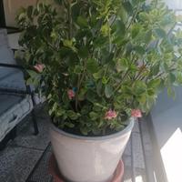 grande vaso smaltato con pianta