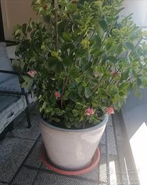 grande vaso smaltato con pianta