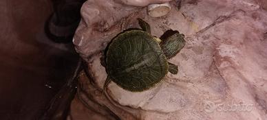 Tartarughe acqua appena nate