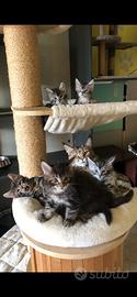 Cuccioli Maine Coon