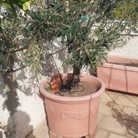 Agrumi e Olivi di 25 anni in vaso