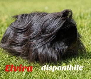 cavie di razza con pedigree 