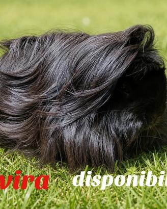 cavie di razza con pedigree 