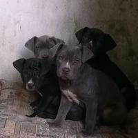 Cuccioli cane corso