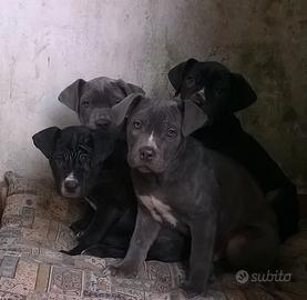 Cuccioli cane corso