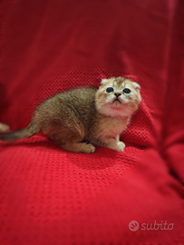Scottish Fold