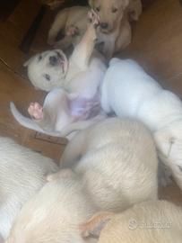 Cagnolini