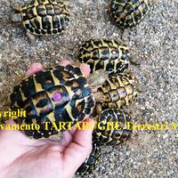 TARTARUGHE - T. H. Hermanni 4 anni (Tutta ITALIA)