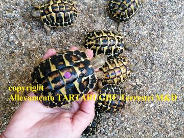 TARTARUGHE - T. H. Hermanni 4 anni (Tutta ITALIA)