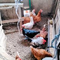 Galline che depongono del 2025