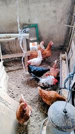Galline che depongono del 2025