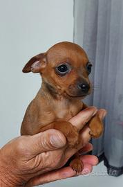 disponibile pinscher  piccola taglia