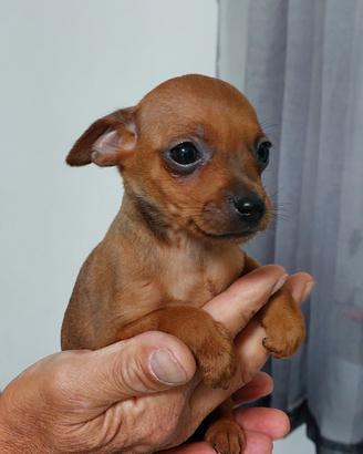 disponibile pinscher  piccola taglia